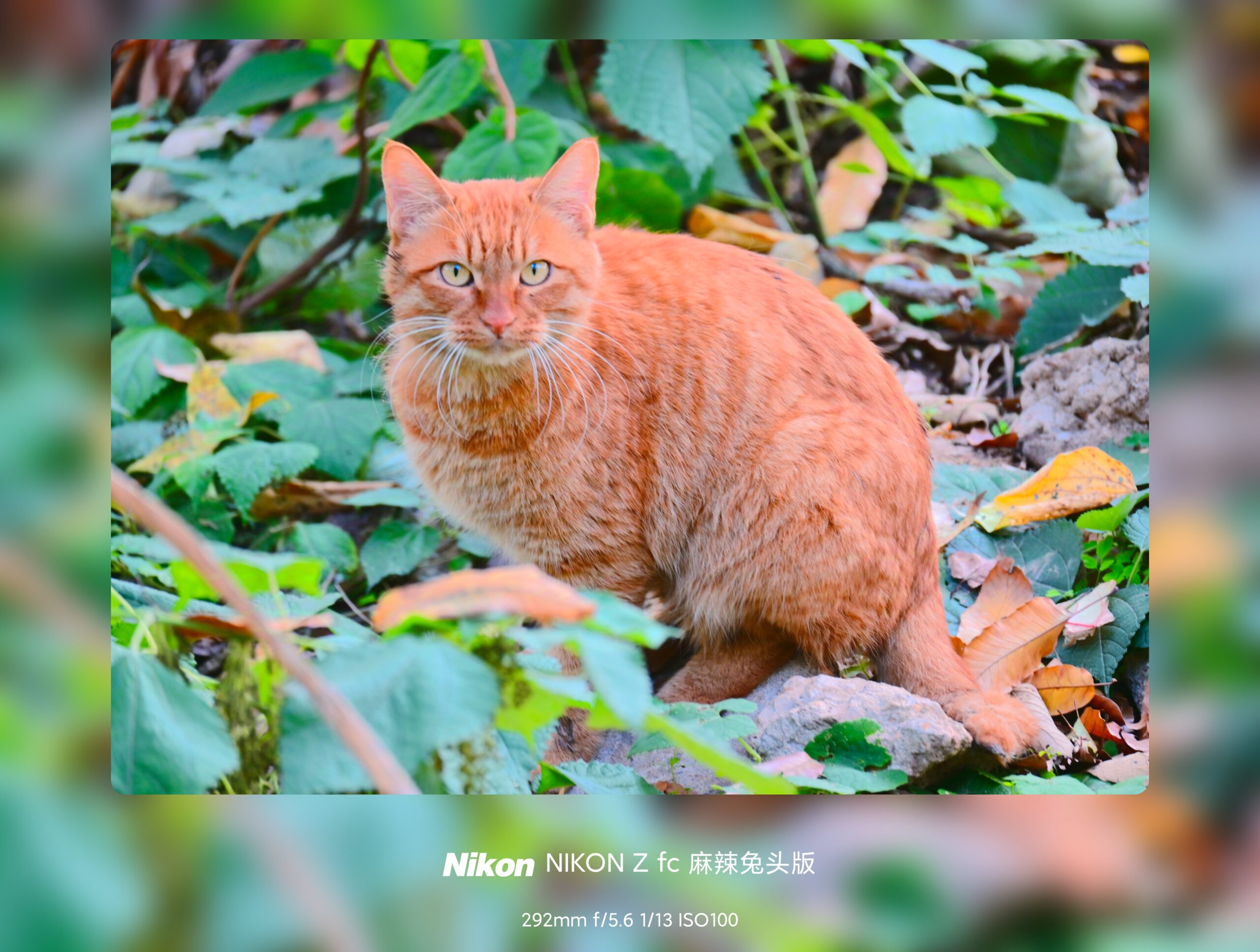 可爱小猫3~